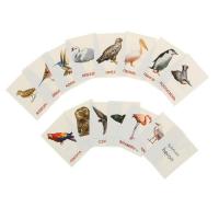Карточки обучающие "Птицы разных широт" (16 шт.)