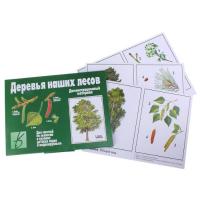 Демонстративные карточки "Деревья наших лесов"