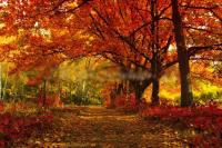 Баннер "Осень фото" 2,7*4 м