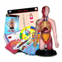 Наглядное пособие "Изучаем тело человека"