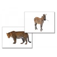 Дидактическое пособие "Дикие животные" (24 карт., А4, ламинир.)