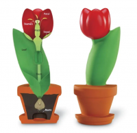 Модель цветка